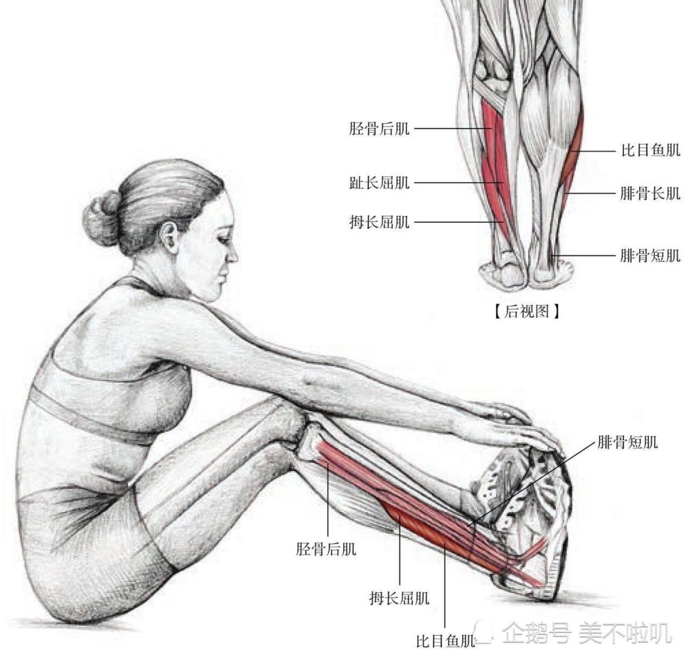 小腿变细的诀窍拉伸比目鱼肌