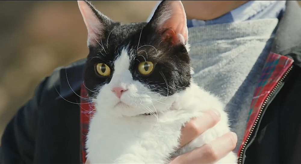 èռǡر ߮xϣΪڰè