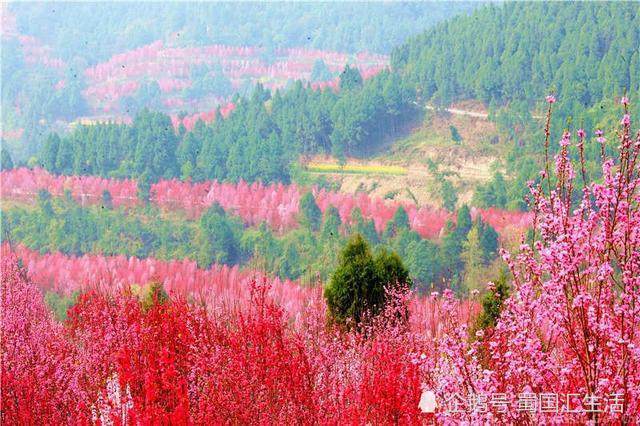 东有金庸笔下的桃花岛西有四川中江的桃花2000ax图纸图片