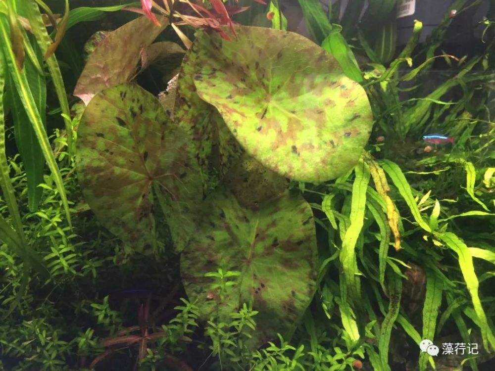 适合新手小白尝试的水草种类 四色睡莲 看点快报