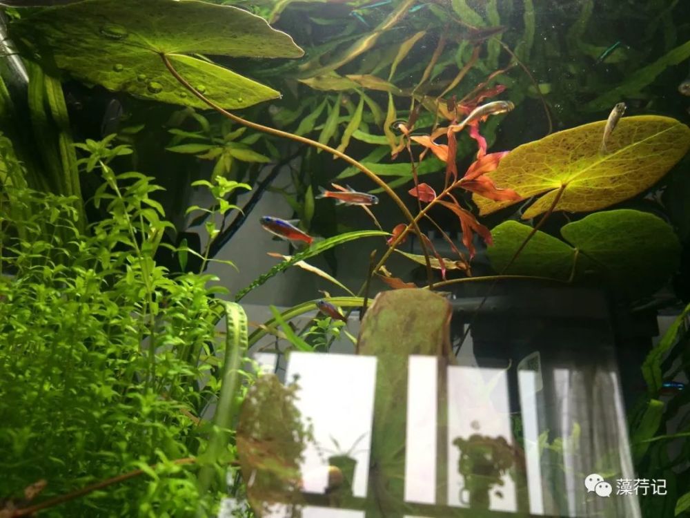 适合新手小白尝试的水草种类 四色睡莲 看点快报