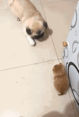 壁纸 动物 狗 狗狗 272_400 竖版 竖屏 手机 gif 动态图 动图