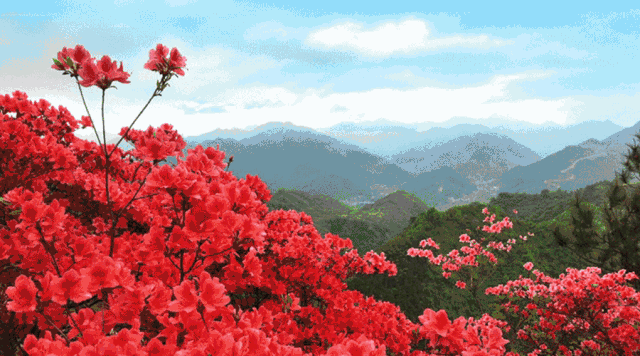 杜鹃花又叫映山红,素有"木本花卉之王"的美称,又称为"花中西施",是