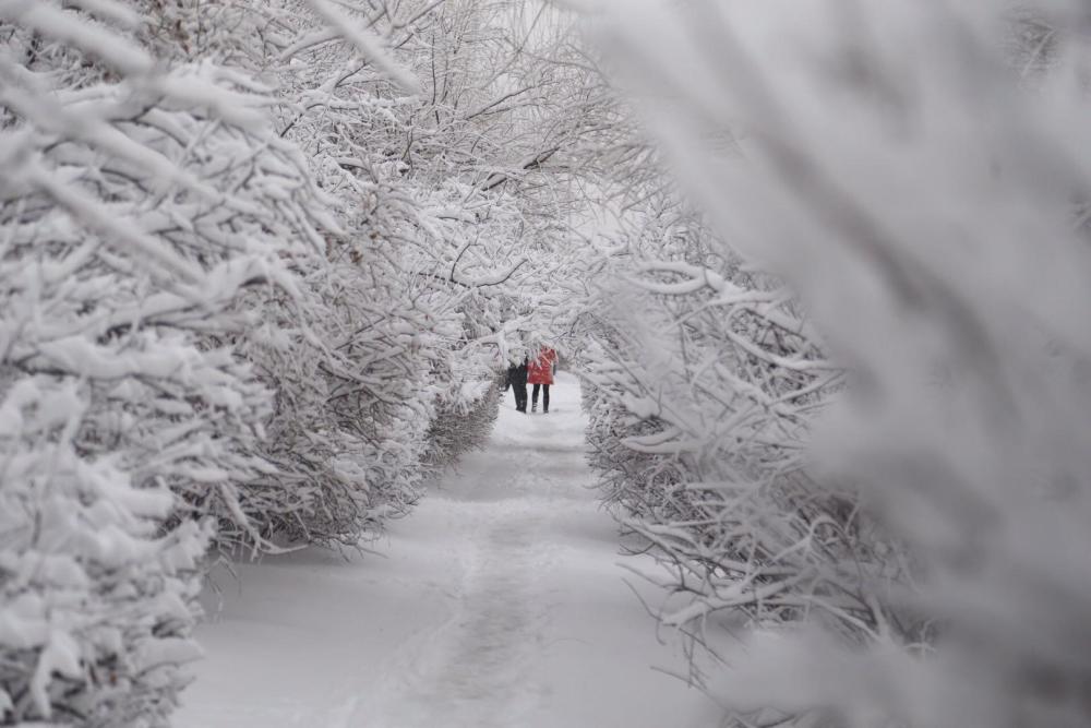 辽宁暴雪后现仙境美景大雪压倒路边树