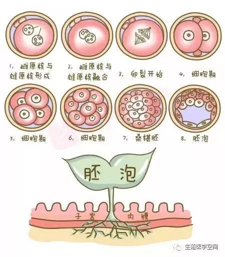 生化妊娠的前世今生!你可能怀了个假孕?