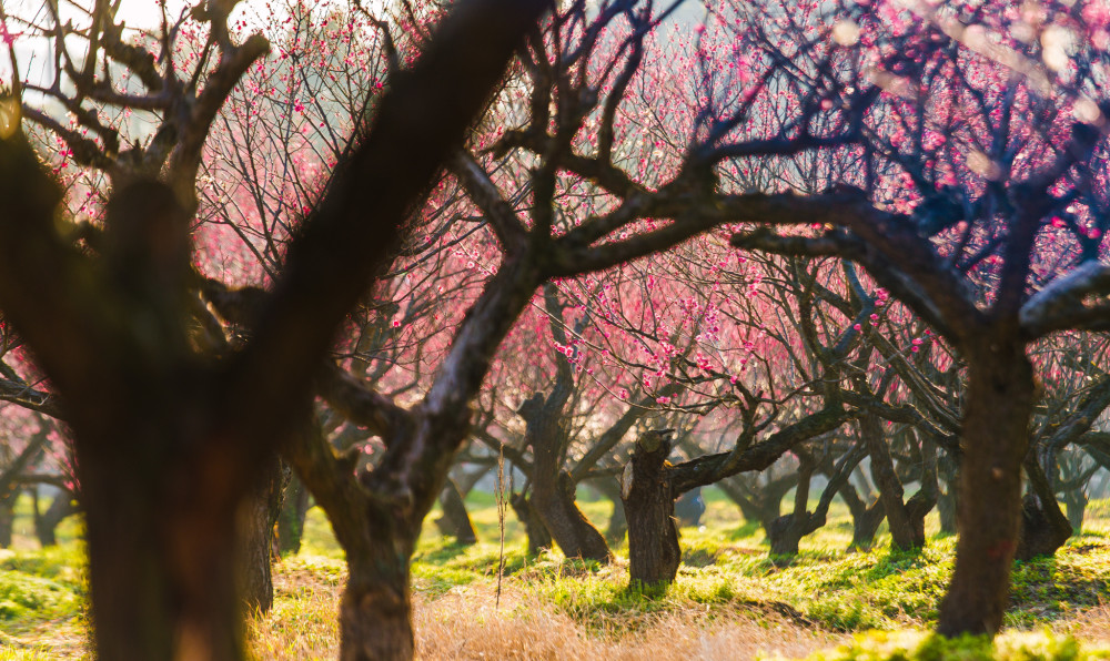 宜兴太华镇骊山红梅园,早春踏青好去处