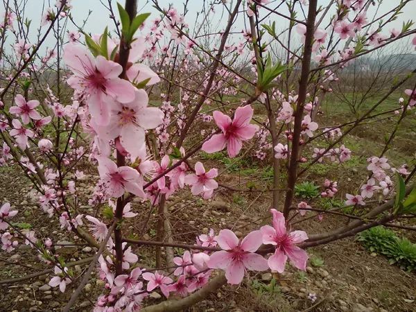 3月,达州市渠县!桃花,梨花,李花全都开了!