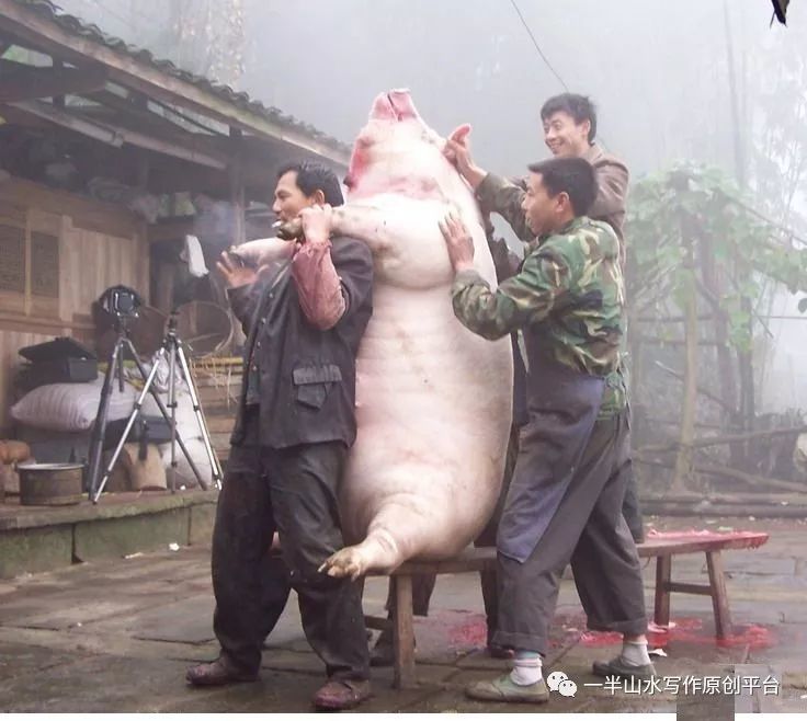 幽默故事:捉猪记