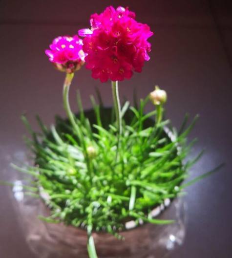 圈里的大神们 花像绣球 叶子像韭菜 这是什么花 看点快报