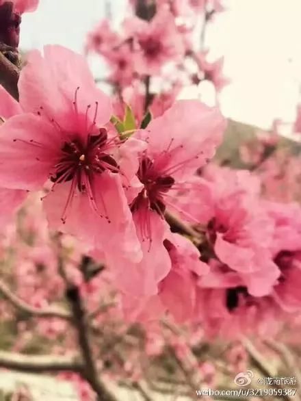 快看,文县樱桃花儿开了!三生三世十里樱桃花令