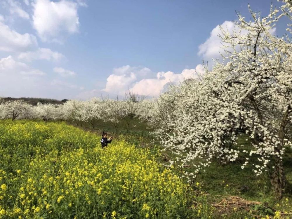 赏花还要跑多远?乌当区这个地方美呆了!十分钟