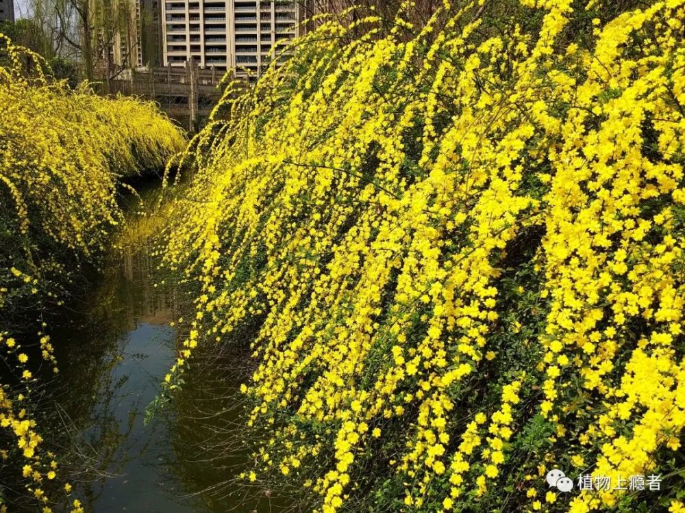 野迎春VS迎春|这两种花的区别,百闻不如一见