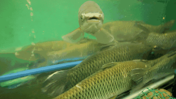 壁纸 动物 鱼 鱼类 560_317 gif 动态图 动图