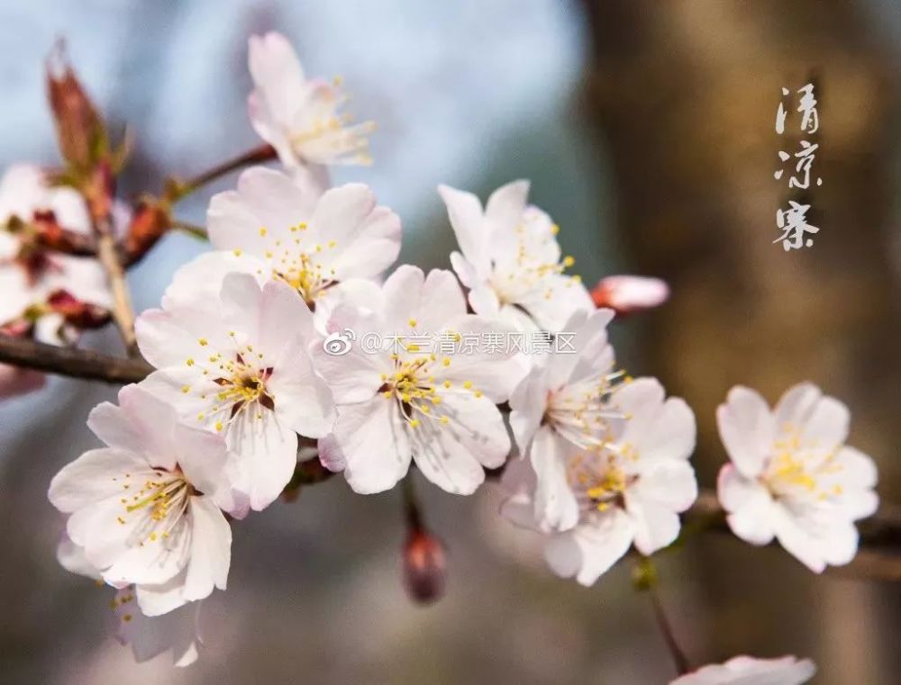 8武汉樱花季开启!这周末武大、东湖道路限行,