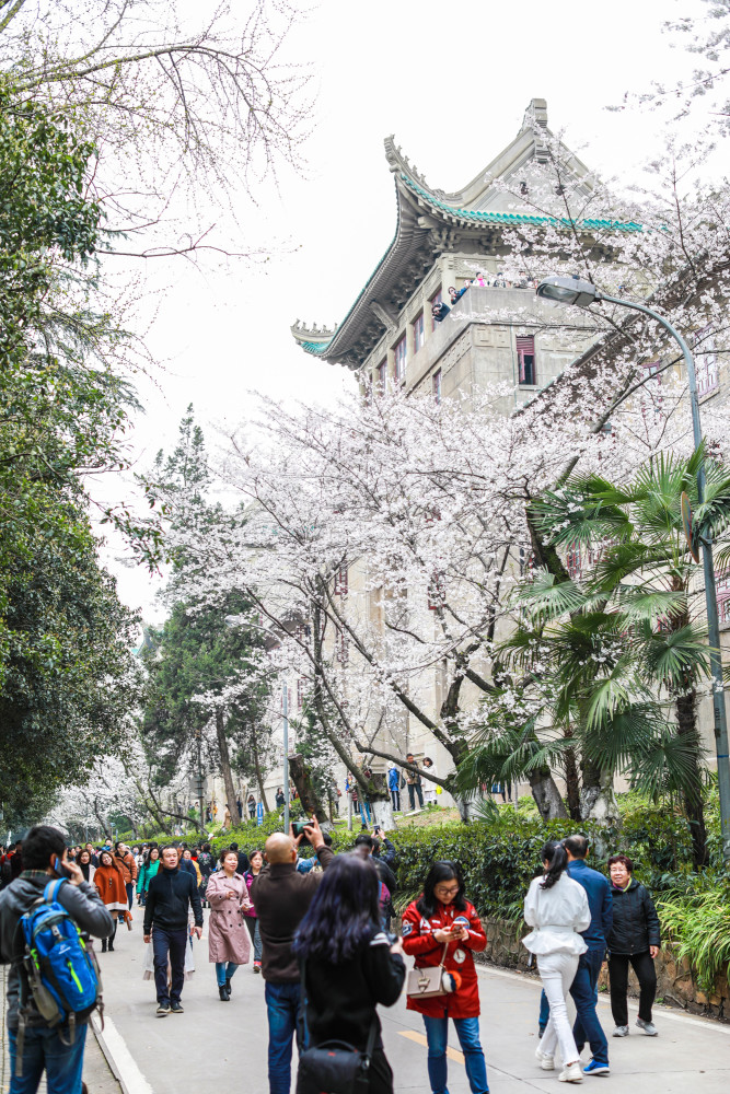 武大樱花开一天涌进三万人 长沙美女日行350公