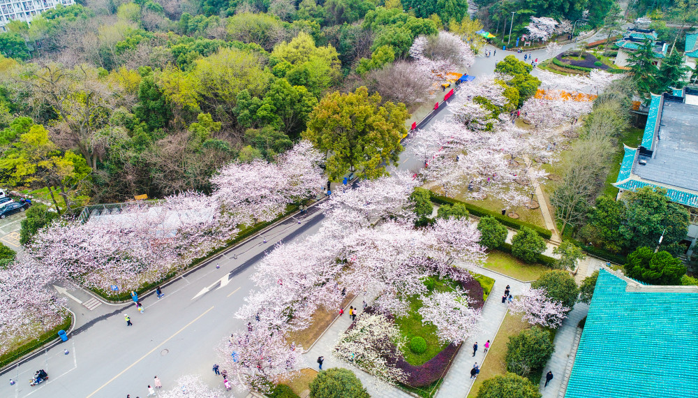 武大樱花开一天涌进三万人 长沙美女日行350公