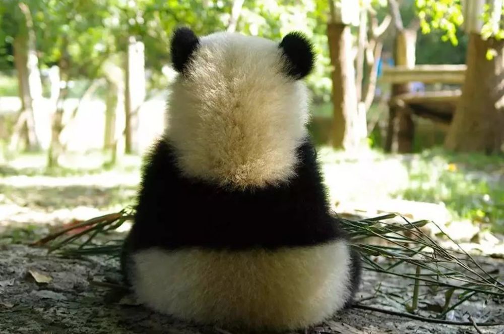 熊猫背影 腾讯网
