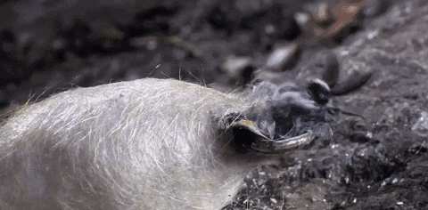 看了这部纪录片,才明白了什么叫