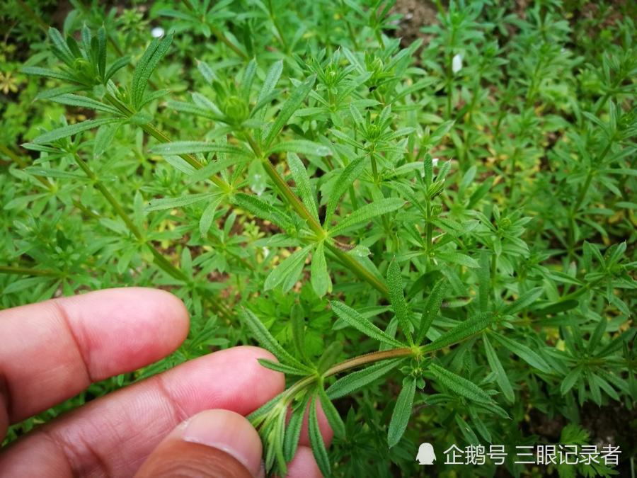 一种草浑身似锯子齿的植物,农民常用它喂猪,竟是味中药,名"八仙草",您