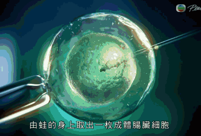 霍金:未来,干细胞可攻克一切疾病,望来者勇敢开拓新世界!