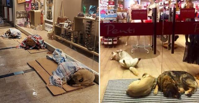 茂禄信息大全