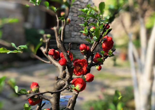 隐世繁华的驿站小院,忙碌都市人的欢聚之所