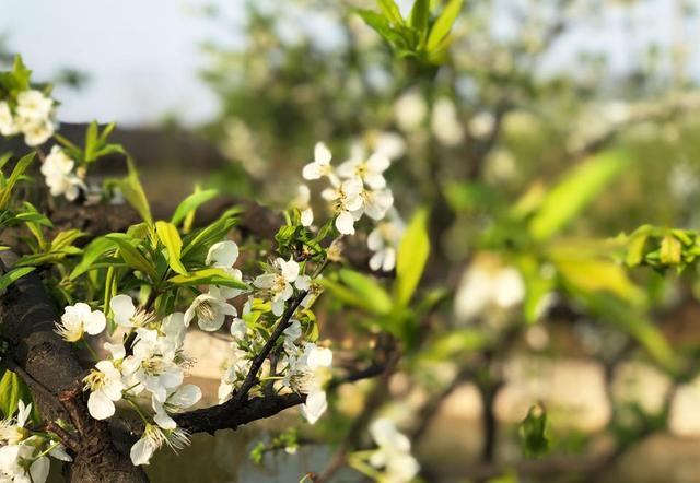 隐世繁华的驿站小院,忙碌都市人的欢聚之所