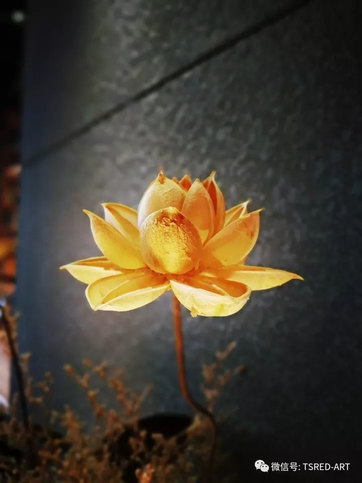 一朵干莲花在灯光下散发出的光芒,让人静心与温暖.