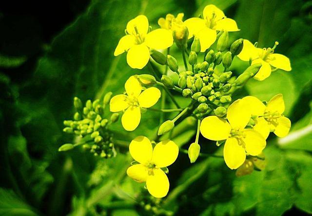 甘蓝型油菜的营养效应 油菜花效: 降脂降血压
