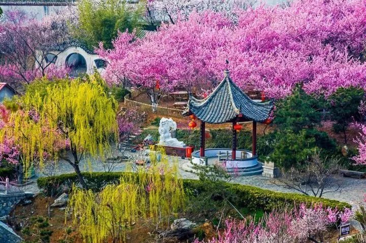 俏也不争春,只把春来报,梅花迎雪绽放,这些梅园美得像