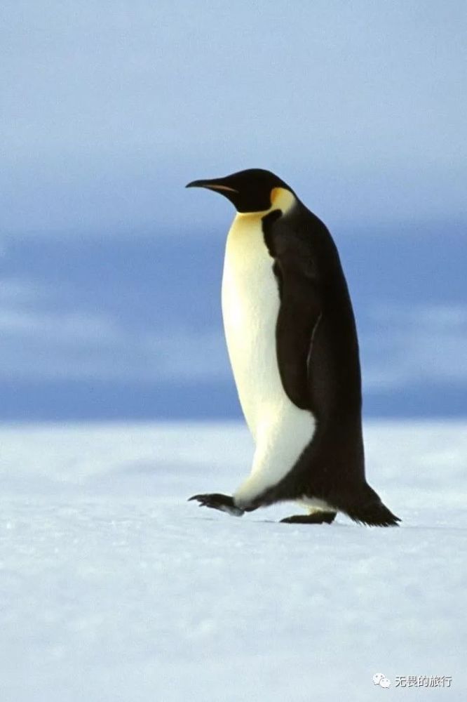 为什么南极有企鹅而北极没有?