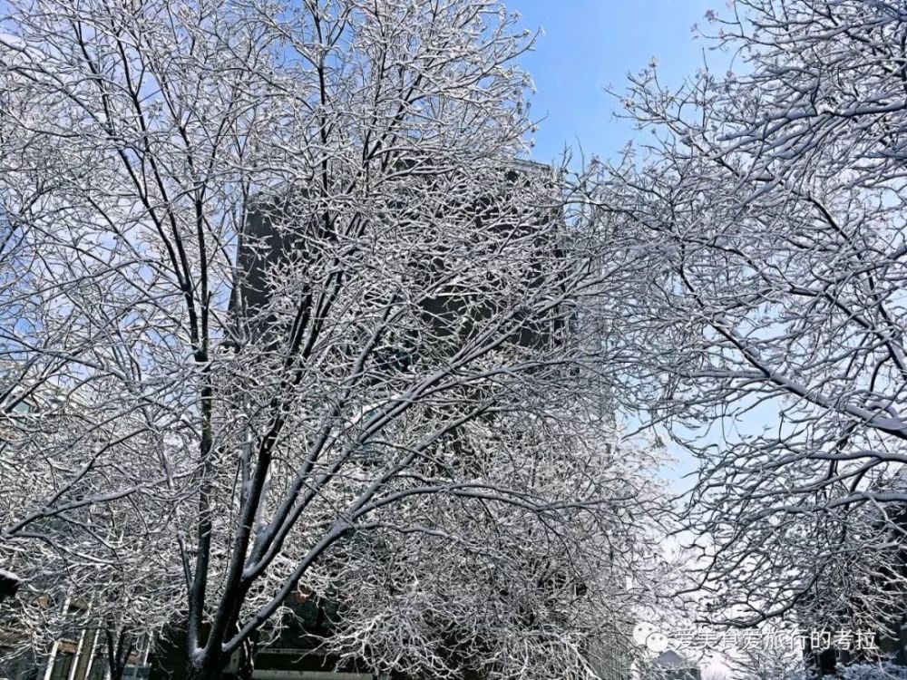 记得几年前也有一场阳春三月的大雪,这次雨夹雪带来的是更美的树挂.