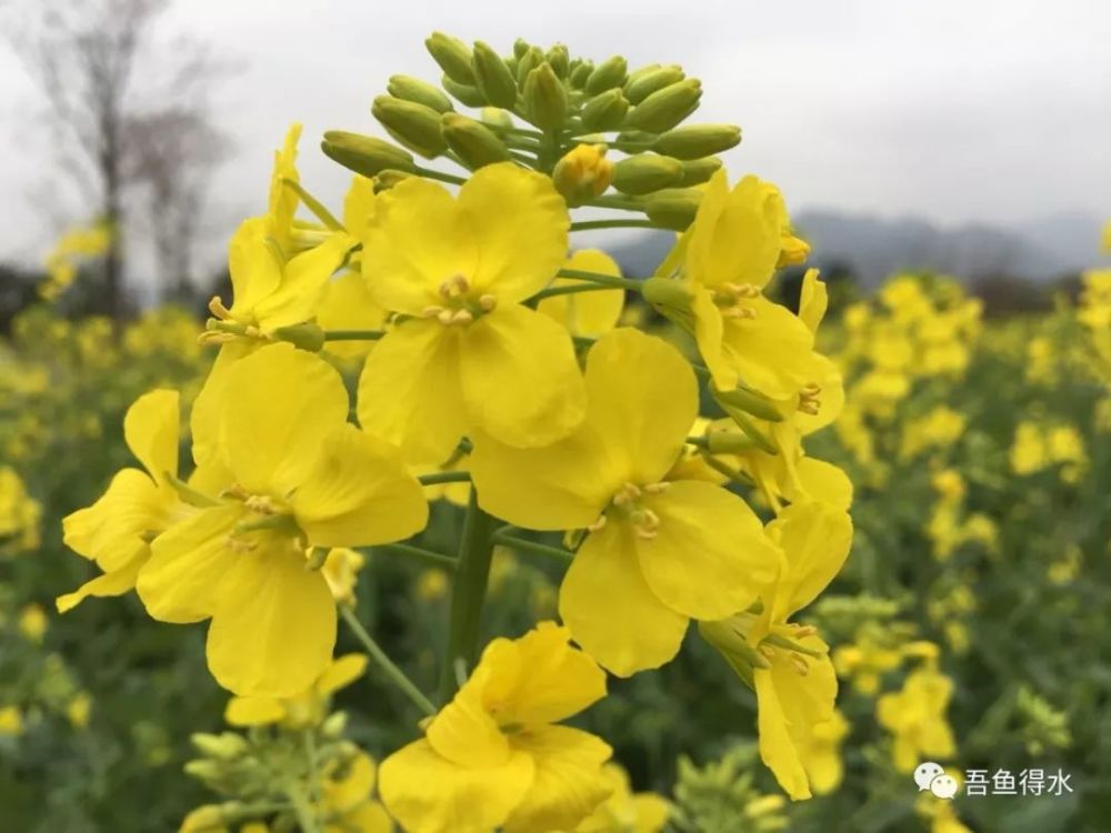 所以 油菜花是热情的,温暖的,灿烂的 透过镜头 将油菜花拉近放大 想要