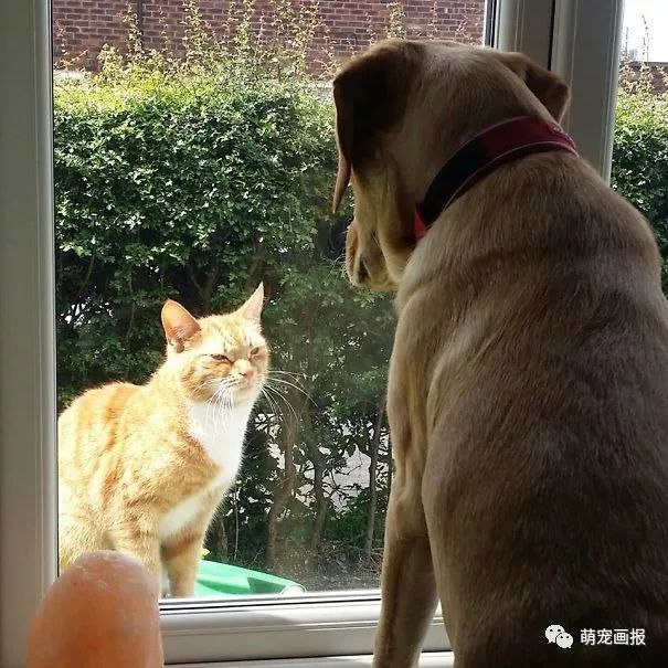 猫咪和狗狗在一起生活,乐趣多了好多