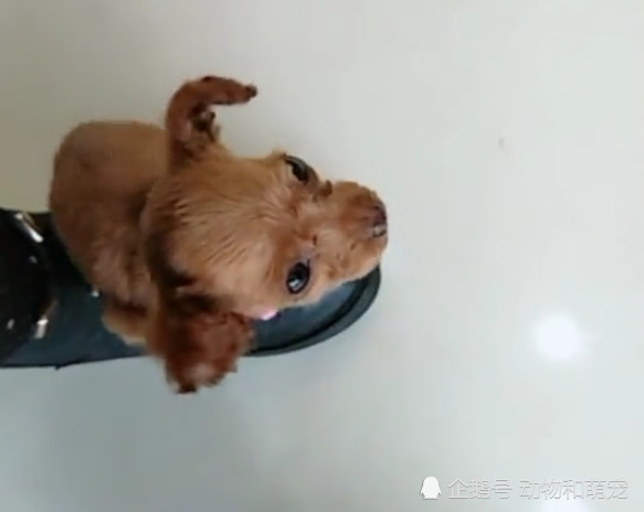 真实的茶杯犬 比想象中小很多 出门直接放兜里 看点快报