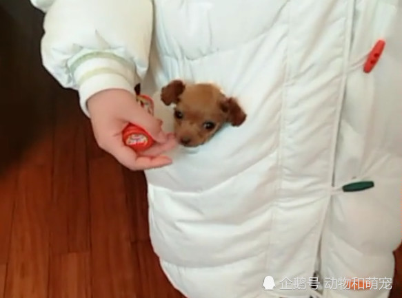 真实的茶杯犬 比想象中小很多 出门直接放兜里 看点快报