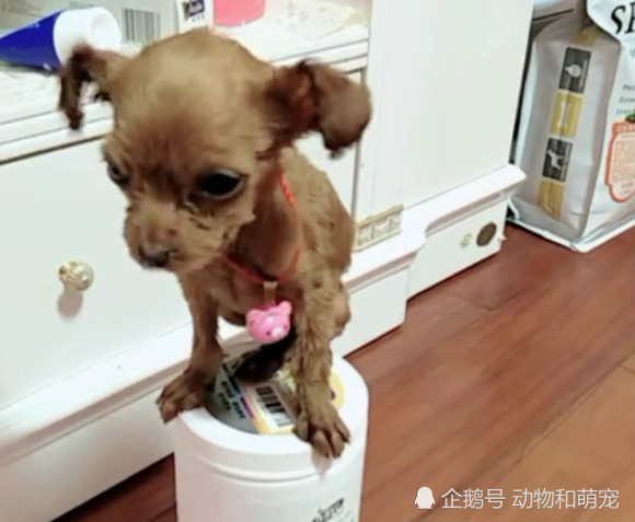 真实的茶杯犬 比想象中小很多 出门直接放兜里 看点快报