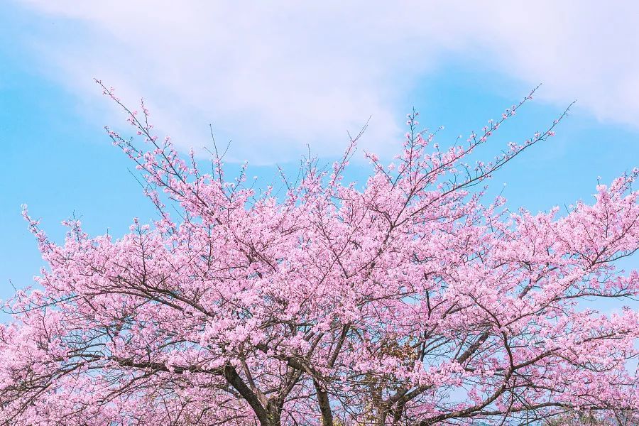 天空 春天最不可少的是樱花 这种粉粉嫩嫩的颜色太让人心动了~ v