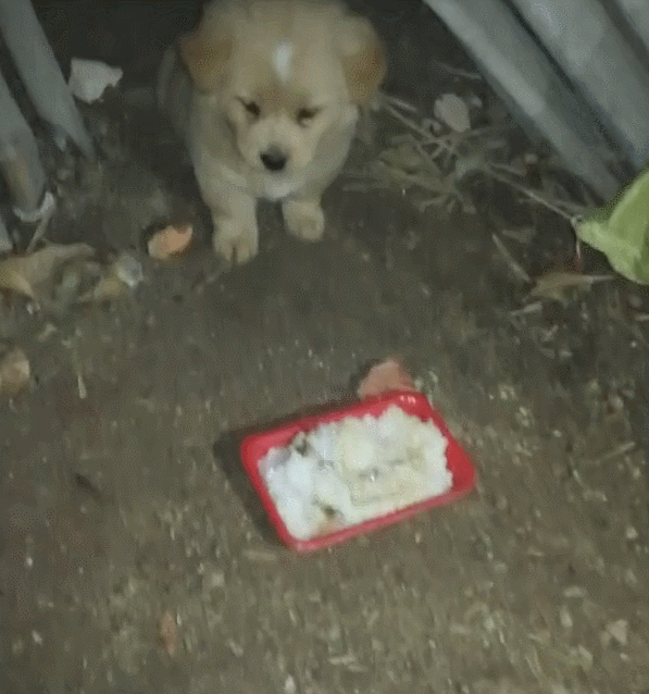 壁纸 动物 狗 狗狗 597_638 gif 动态图 动图