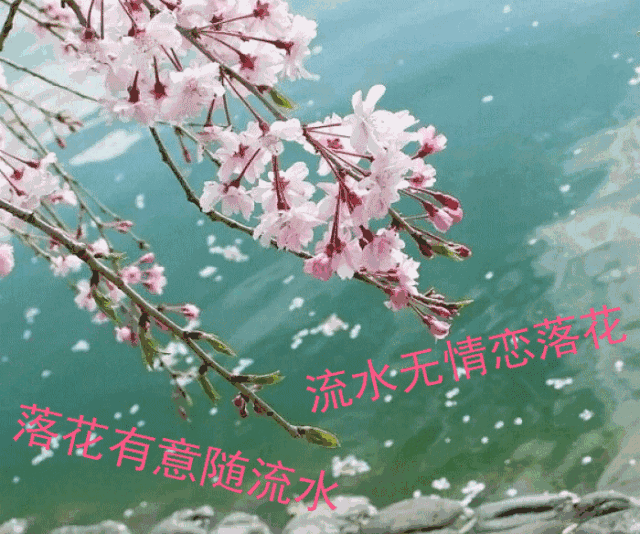 如一宣纸的流年,描绘着一幕幕往昔.落花无意流水情,谁言芳草尽纷飞!