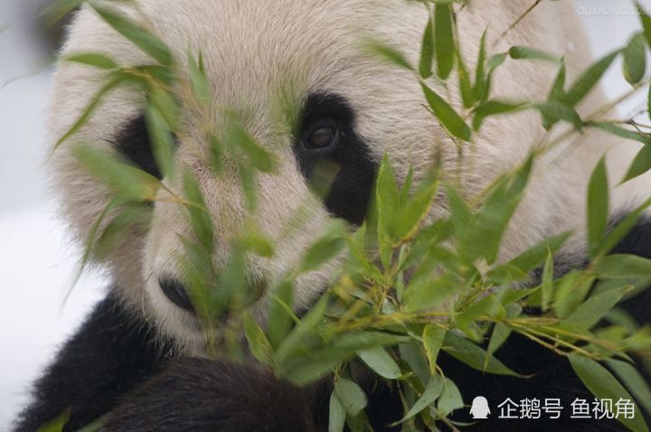你可知大熊猫的祖先是什么?曾和剑齿虎争食!