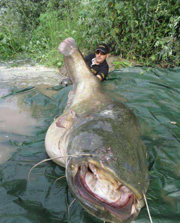 全球罕见的十大巨型生物,中国娃娃鱼称霸世界,日本螃蟹还会吃人