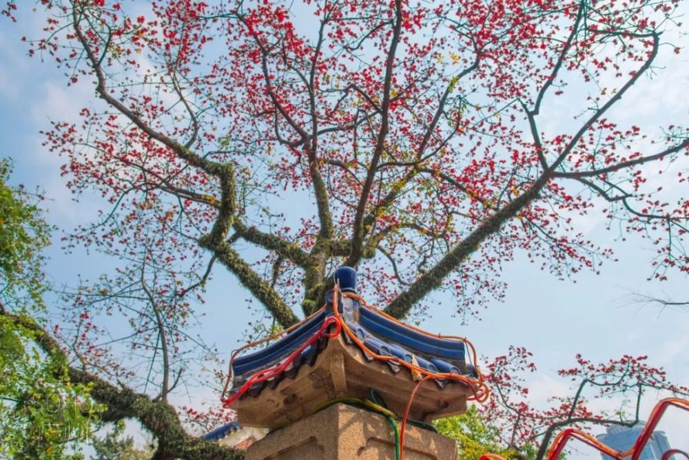 广州宣布成功"入春"!最美春景都在这,我们一起云春游!