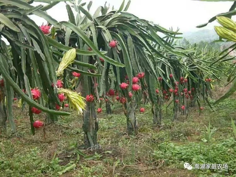 数十亩红心火龙果基地,让你享受采摘的乐处