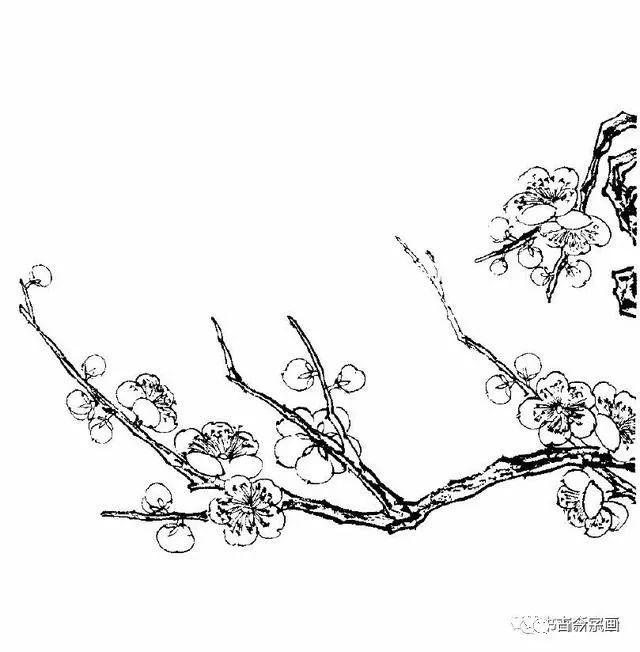 又一组梅花白描画谱!老树虬枝,苍劲高洁!