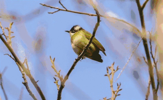 壁纸 动物 鸟 鸟类 雀 640_395 gif 动态图 动图