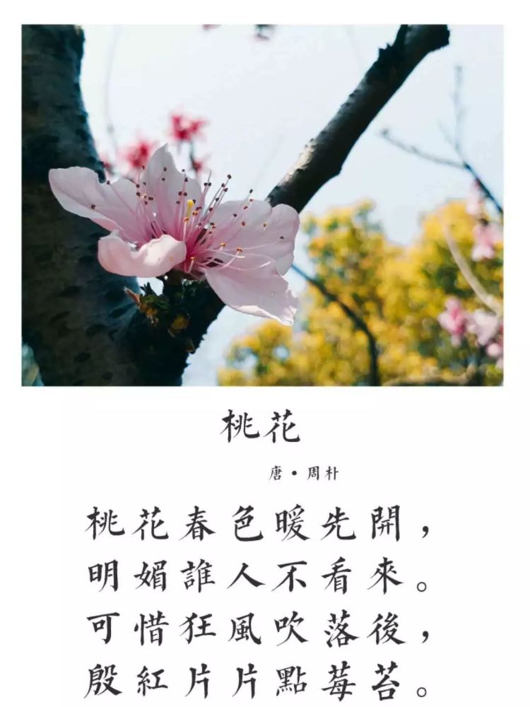 樱花  