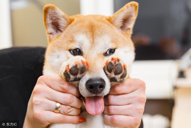 光知道柴犬当然还不够 柴犬还分4个品种 看点快报
