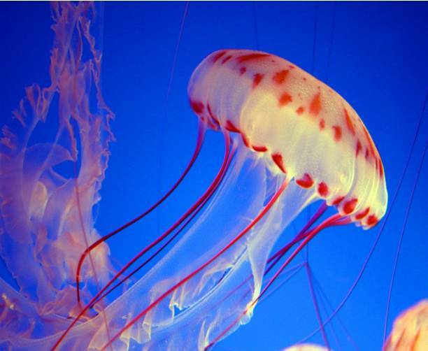 水母是海洋中重要的大型浮游生物,其寿命很短,平均只有数个月的生命