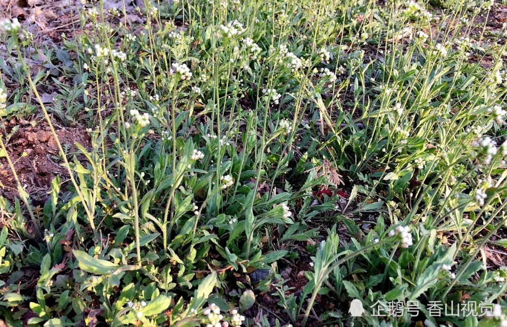 荠荠菜别名枕头草,粽子菜,三角草,香荠,护生草,荠草等.